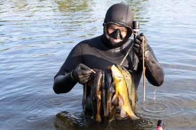 Spearfishing species hunting guide