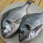 black-bream