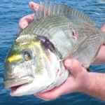 gilthead-bream