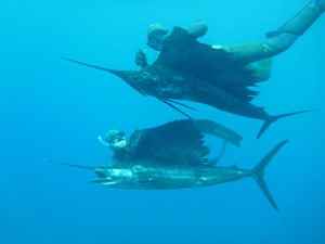 sailfish