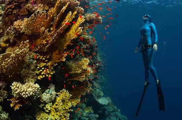 Freediving holidays