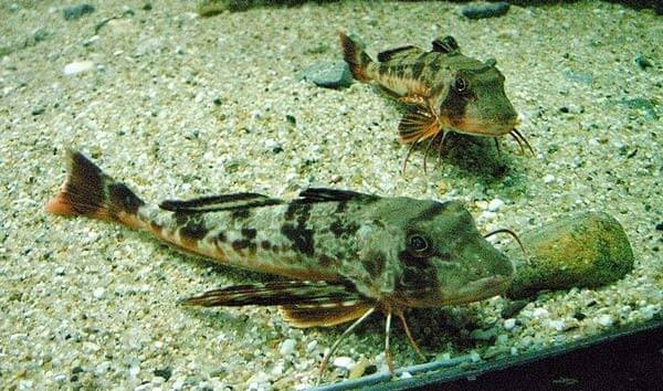 Red Gurnard