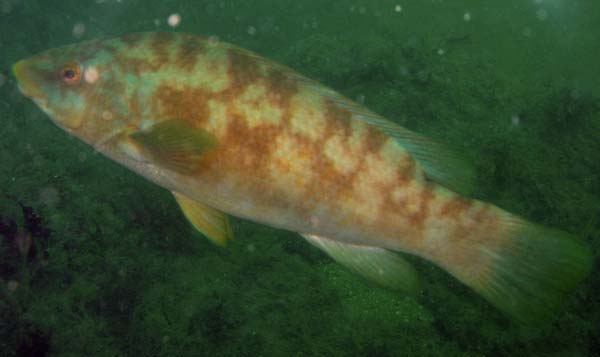 Ballan Wrasse