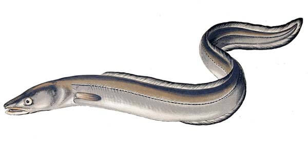 Conger eel