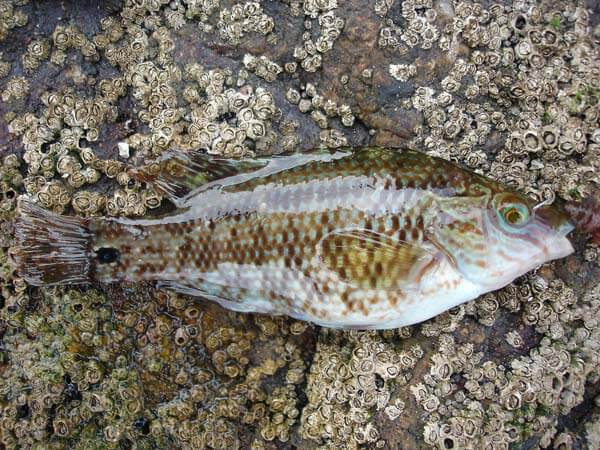 Corkwing wrasse