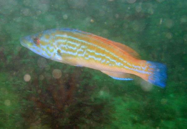 Cuckoo wrasse