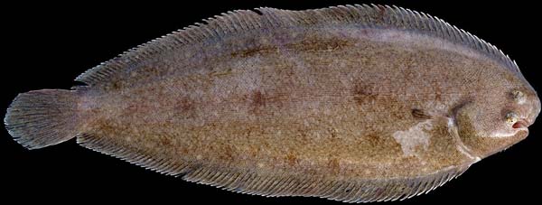 Dover sole