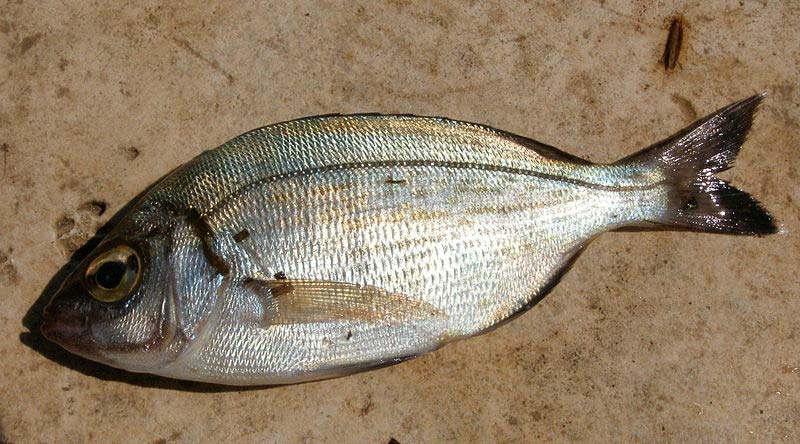 Spearfishing fish species - minimum sizes and bag limits