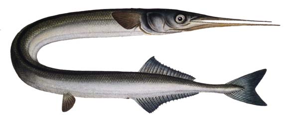 Garfish