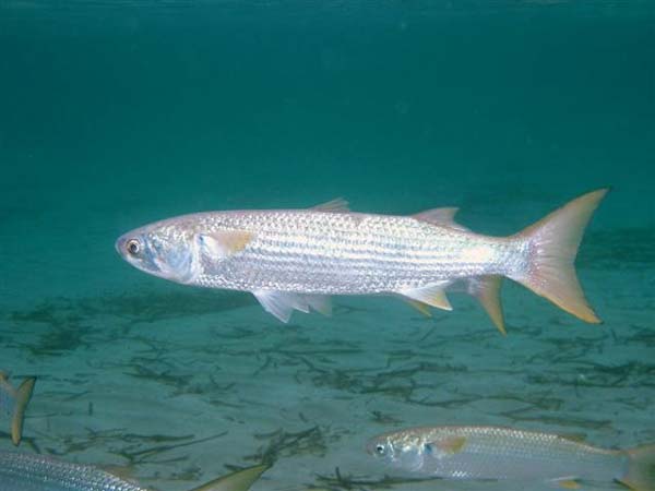 Grey mullet