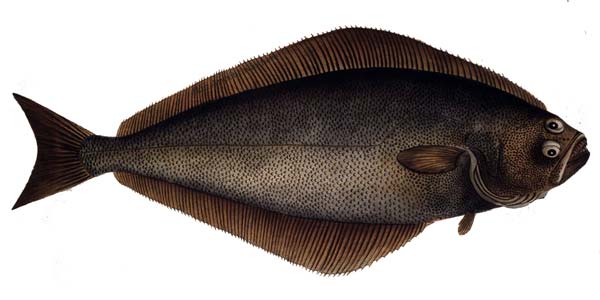 Halibut