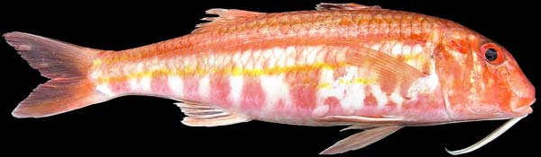 Red mullet