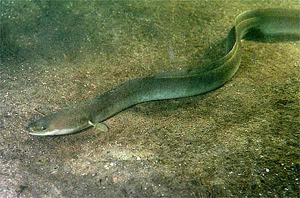 Silver eel