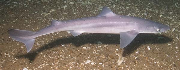 Spiny dogfish