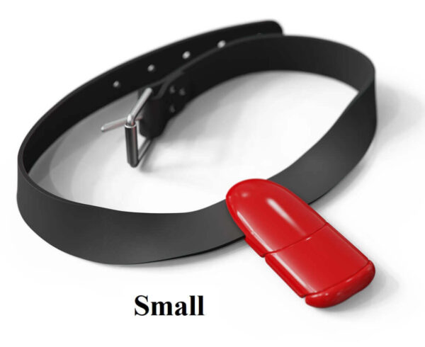 Lobster weight belt small red