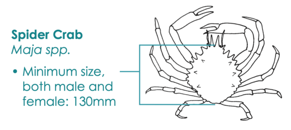 Flopper Apparel Lobster/Crab Guage - Image 3