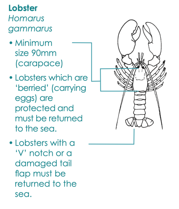 Flopper Apparel Lobster/Crab Guage - Image 4