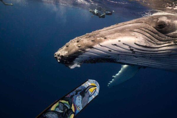 DiveR Humpbacks Spearfishing Fins - Image 6