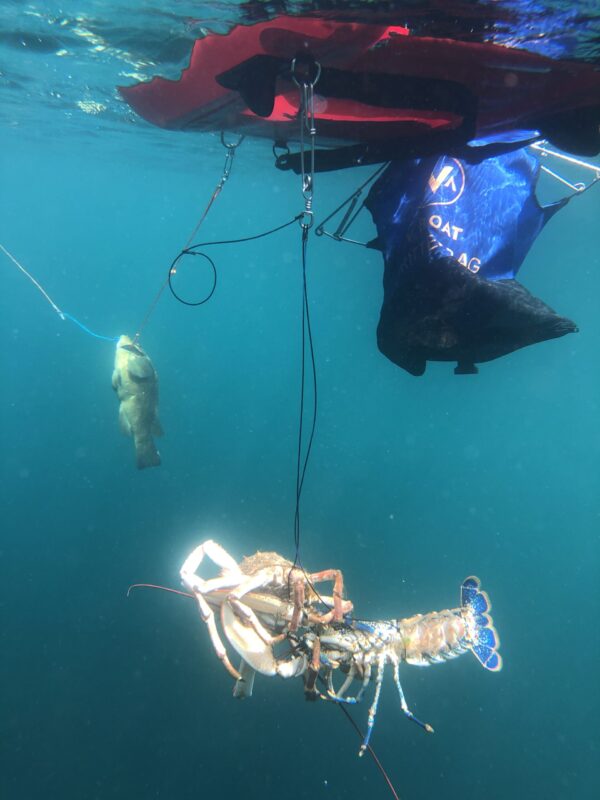 Crustacean Snare - Image 2