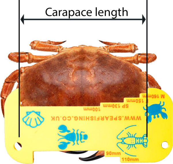 Measuring crab with gauge to check carapace meets minimum size requirements