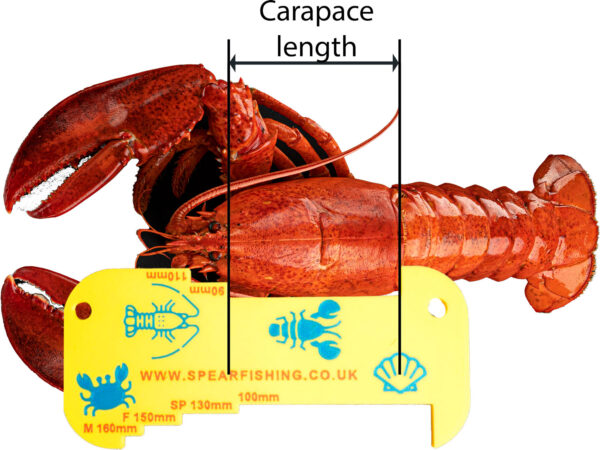 Measuring lobster with gauge to check carapace meets minimum size requirements
