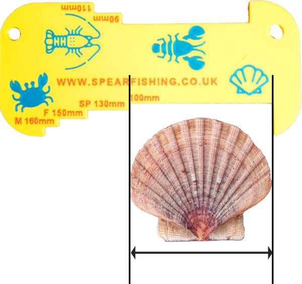 Measuring scallop with gauge to check shellfish meets minimum size requirements