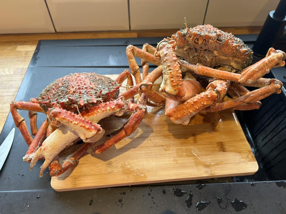 Spider crabs on bread board