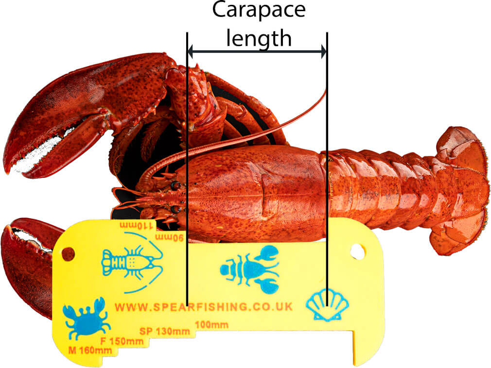 Measuring lobster carapace to check it meets the minimum size requirements