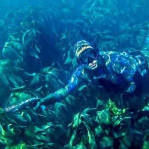 Spearfishing courses