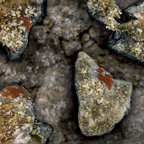 Omer holo stone wetsuit closeup