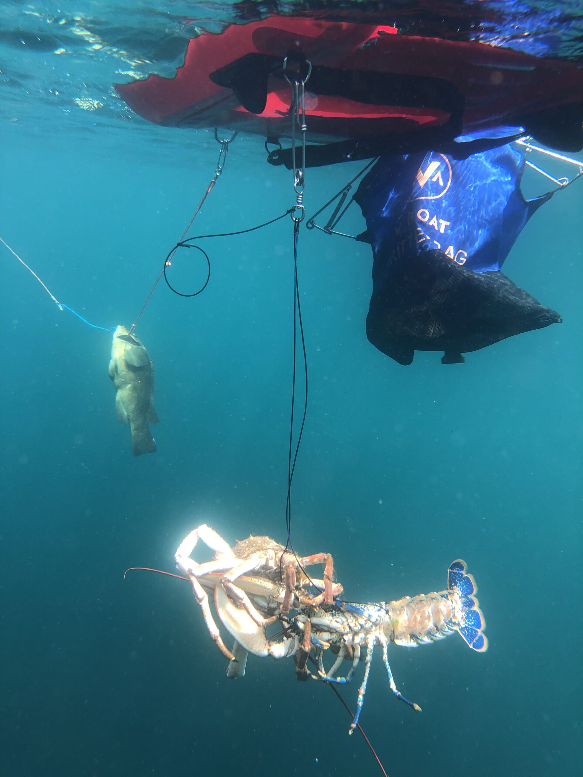 Crustacean Snare - Image 2