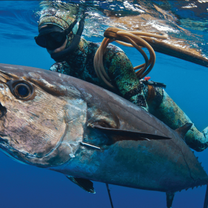 Riffe Blue Water Elite speargun spearfishing
