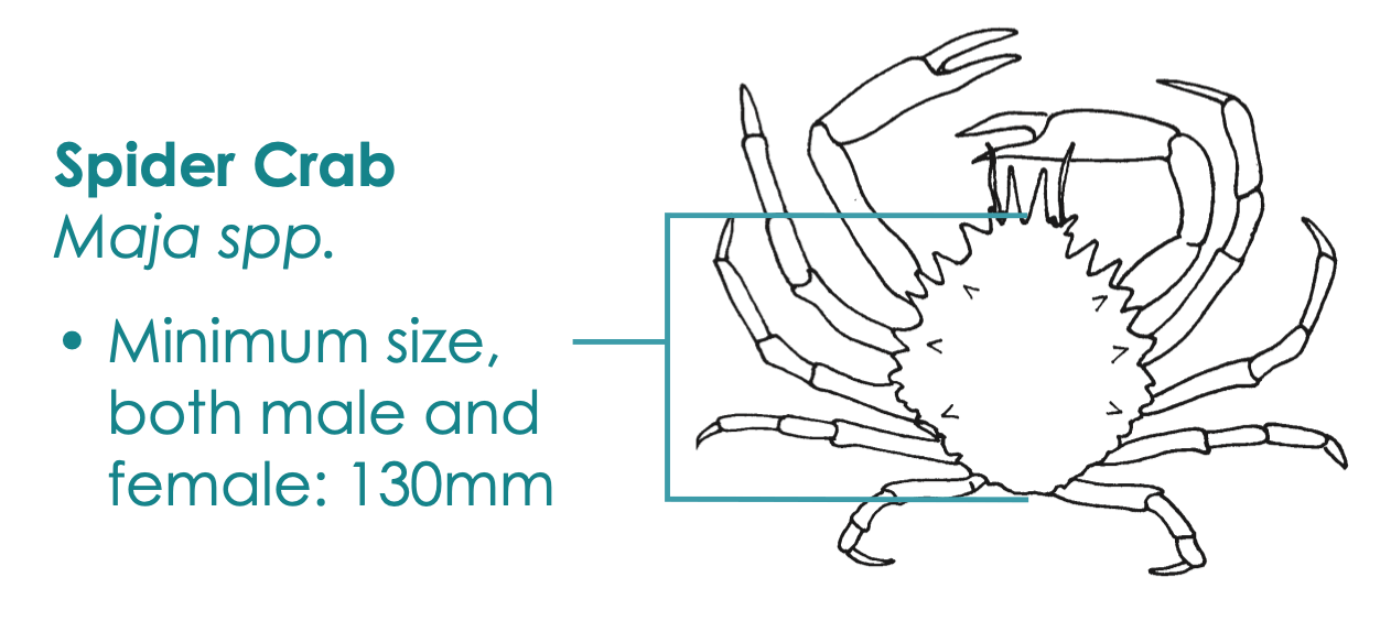 Flopper Apparel Lobster/Crab Guage - Image 3